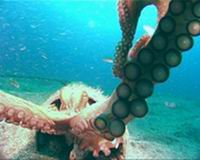Underwater photograph tenerife, conjuction ocean eye